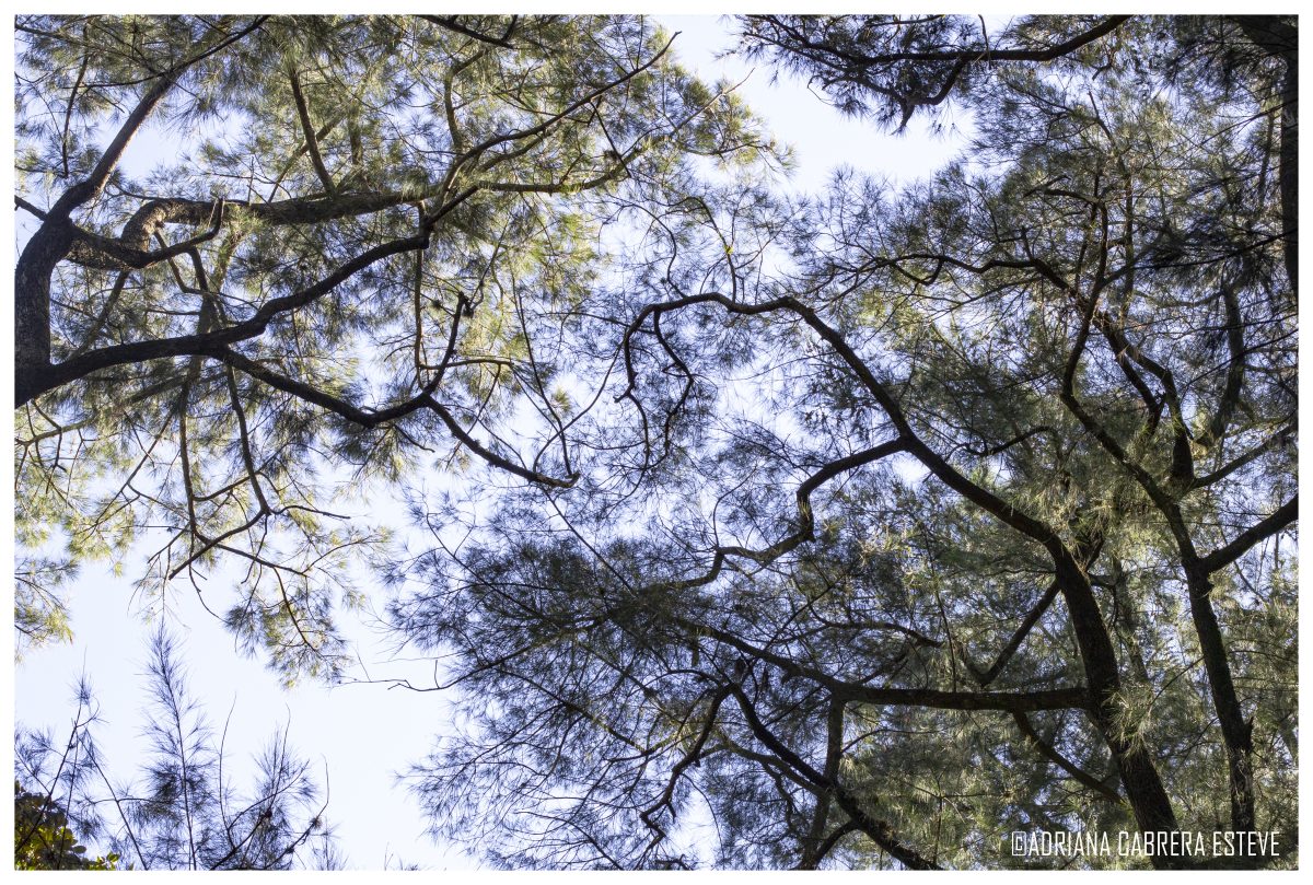 Mume área verde4